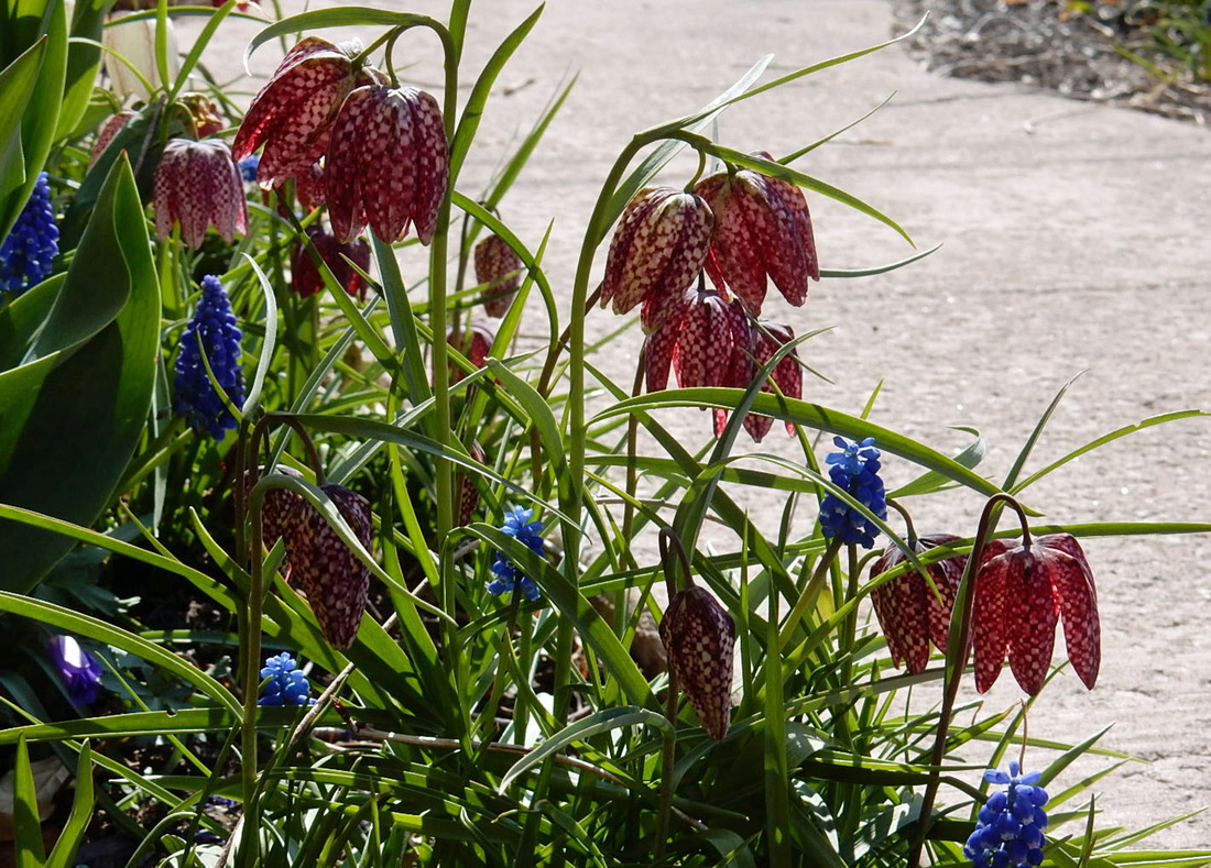 fritillaria, checkered lily, spring flowers, garden