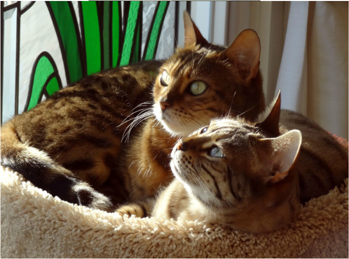 Bengal cats Dewi and Sita
