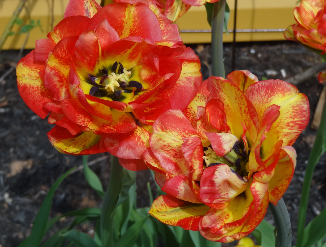 gardens, tulips, flowers