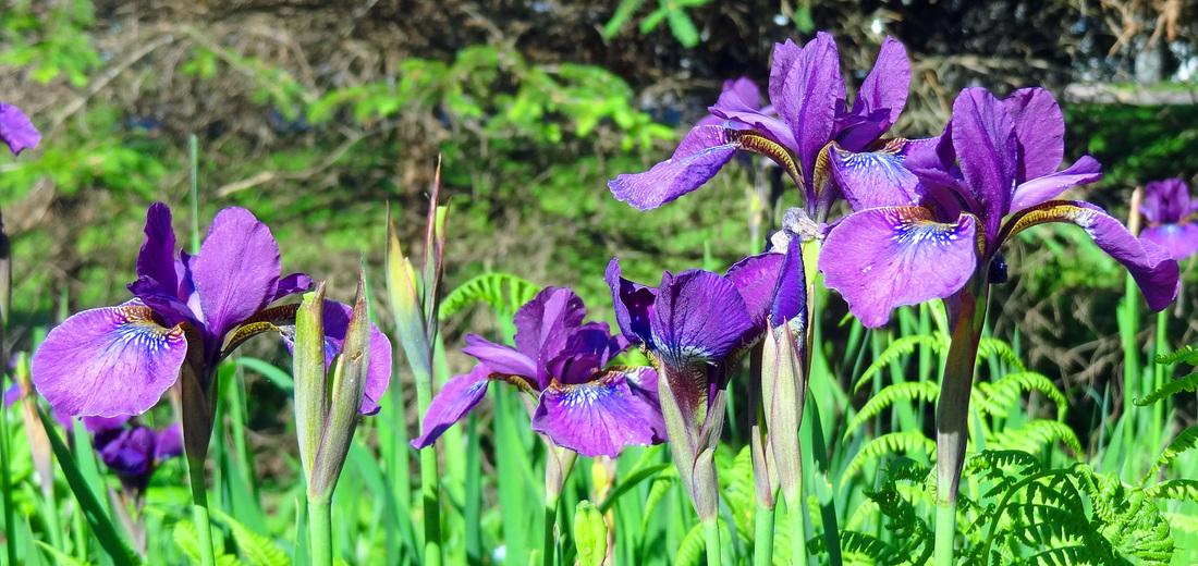 Iris, gardens