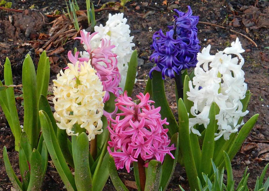 Hyacinth, garden, spring, May, Montague, B&B