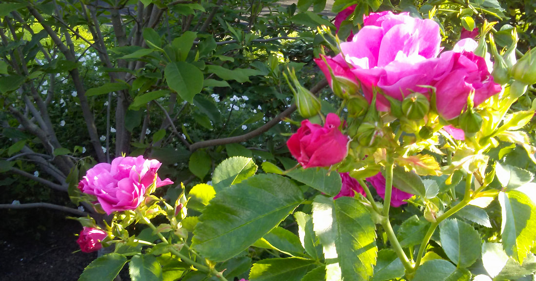 July, roses, bed, PEI, garden, gardens